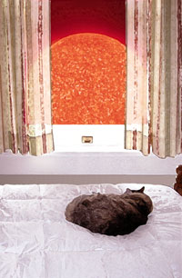 Gizmo Sleeping in the Star Light.
Copyright 2004 The Astrophysics Spectator. Painting of cat and stellar surface.